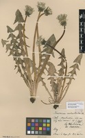 Isolectotype of Taraxacum melanthoides Dahlst. ex Dahlst. [family ASTERACEAE]