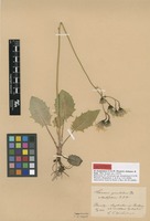 Lectotype of Hieracium silvaticum (L.) Gouan subsp. dentifolium C.G.Westerl. [family ASTERACEAE]