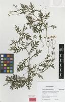 Holotype of Senecio aetfatensis B.Nord. [family ASTERACEAE]