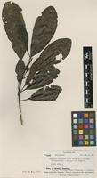 Isotype of Degeneria vitiensis I.W.Bailey & A.C.Sm. [family DEGENERIACEAE]