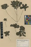 Type of Pavetta catophylla K.Schum. [family RUBIACEAE]