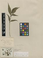 Type of Pavetta natalensis Sond. [family RUBIACEAE]