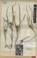 Lectotype of Sparganium erectum L. var. glomeratum Laest. [family SPARGANIACEAE]