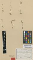 Isotype of Nervilia humilis Schltr. [family ORCHIDACEAE]