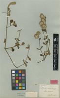 Type of Cyathula natalensis Sond. [family AMARANTHACEAE]