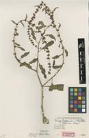 Type of Rumex x talaricus Rech.f. [family POLYGONACEAE]