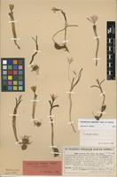 Isotype of Colchicum zahnii Heldr. [family COLCHICACEAE]