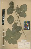 Lectotype of Rubus nemoralis F.Aresch. var. ruedensis Lidf. [family ROSACEAE]