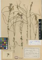 Isotype of Cleome scheffleri Briq. [family CAPPARIDACEAE]