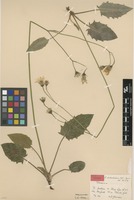 Holotype of Hieracium scotostictum Hyl. [family ASTERACEAE]