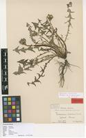Isolectotype of Taraxacum fulvum Raunk. [family ASTERACEAE]