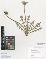 Filed as Taraxacum tumentilobum Markl. ex G.E.Haglund [family ASTERACEAE]