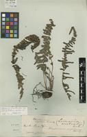 Type of Blechnum rigidum Sw. [family BLECHNACEAE]