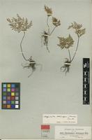 Syntype of Cheilanthes schimperi Kunze [family CHEILANTHACEAE]