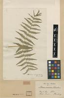 Isotype of Pteris incisa Thunb. [family HYPOLEPIDACEAE]