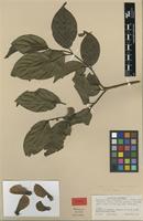 Isotype of Banisteriopsis inebrians C.V.Morton [family MALPIGHIACEAE]