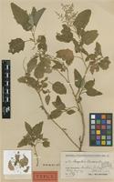 Type of Chenopodium crusoeanum Skottsb. [family CHENOPODIACEAE]