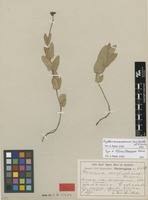 Type of Melinia atropurpurea Malme [family APOCYNACEAE]
