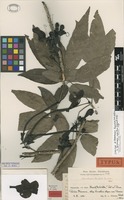 Lectotype of Neurotecoma domatiata Urb. & Ekman [family BIGNONIACEAE]