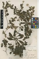 Isotype of Gomphrena uruguayensis Suess. [family AMARANTHACEAE]