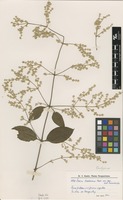 Isotype of Iresine hassleriana Chodat [family AMARANTHACEAE]