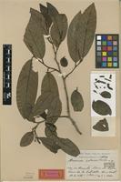 Holotype of Annona cubensis R.E.Fr. [family ANNONACEAE]