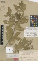Syntype of Helietta puberula R.E.Fr. [family RUTACEAE]