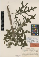 Holotype of Pterocissus mirabilis Urb. & Ekman [family VITACEAE]
