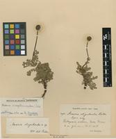 Type of Acaena oligodonta Bitter [family ROSACEAE]