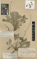 Type of Acaena sericea Jacq.f. var. latifoliolata Bitter [family ROSACEAE]