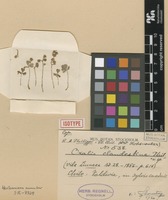 Isotype of Oxalis clandestina Phil. [family OXALIDACEAE]