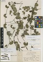 Epitype of Aristolochia peltata L. [family ARISTOLOCHIACEAE]