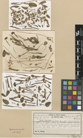 Type of Oxalis teneriensis R.Knuth [family OXALIDACEAE]
