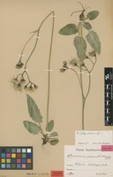 Isotype of Hieracium platyanthelum Hyl. [family ASTERACEAE]