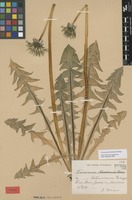 Syntype of Taraxacum latissimum Palmgr. [family ASTERACEAE]