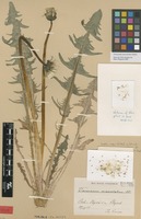Syntype of Taraxacum macrolobum Dahlst. [family ASTERACEAE]