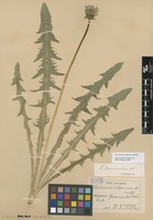 Syntype of Taraxacum pannucium Dahlst. [family ASTERACEAE]