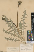 Syntype of Taraxacum pannucium Dahlst. [family ASTERACEAE]