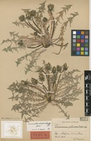 Syntype of Taraxacum pectinosum G.E.Haglund [family ASTERACEAE]