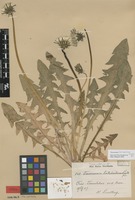 Isolectotype of Taraxacum latisectum H.Lindb. [family ASTERACEAE]