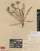 Syntype of Taraxacum angustisquameum Dahlst. var. pholidotum Dahlst. [family ASTERACEAE]