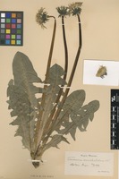 Syntype of Taraxacum ancistrolobum Dahlst. [family ASTERACEAE]