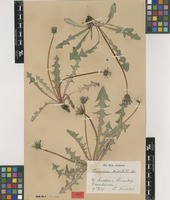 Syntype of Taraxacum nordstedtii Dahlst. [family ASTERACEAE]