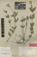 Type of Verbena kuntzeana Moldenke [family VERBENACEAE]