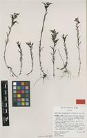 Isotype of Castilleja ecuadorensis N.H.Holmgren [family SCROPHULARIACEAE]