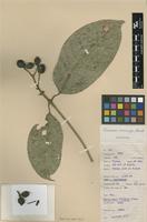 Isotype of Coussarea macrocalyx Standl. [family RUBIACEAE]