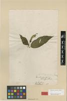 Type of Lobelia surinamensis L. [family CAMPANULACEAE]