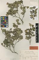 Type of Calyptranthes yaquensis Urb. & Ekman [family MYRTACEAE]