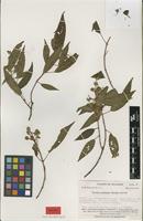 Isotype of Miconia pailasana Wurdack [family MELASTOMATACEAE]