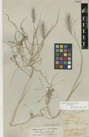 Isotype of Elymus lechleri Steud. [family POACEAE]